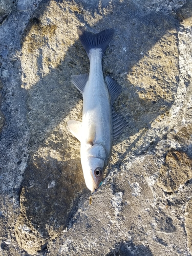 スズキの釣果