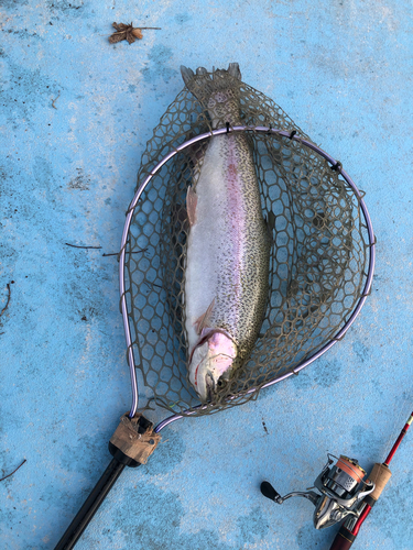 ニジマスの釣果