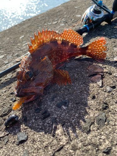 カサゴの釣果