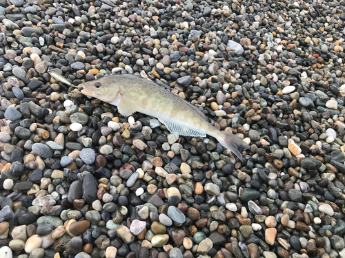 ホッケの釣果