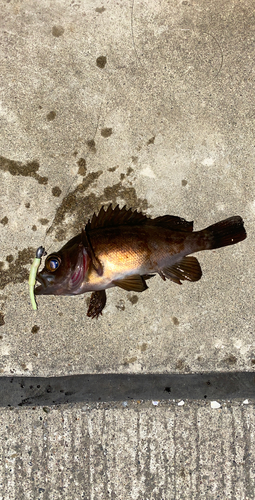 メバルの釣果