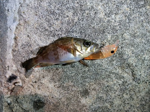 メバルの釣果