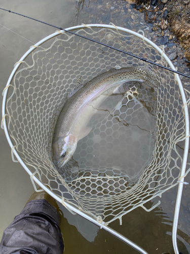 レインボートラウトの釣果