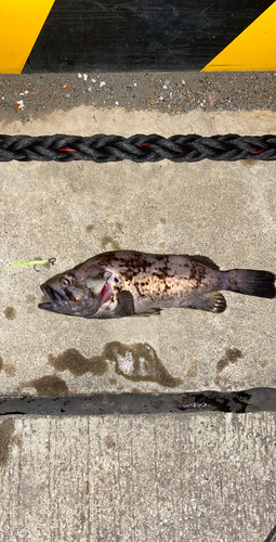 クロソイの釣果