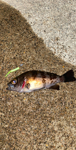 メバルの釣果