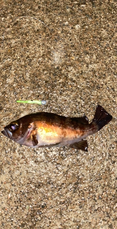 メバルの釣果