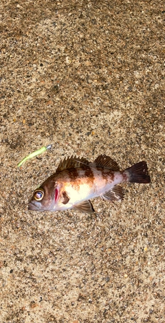 メバルの釣果