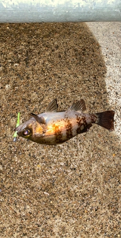 メバルの釣果