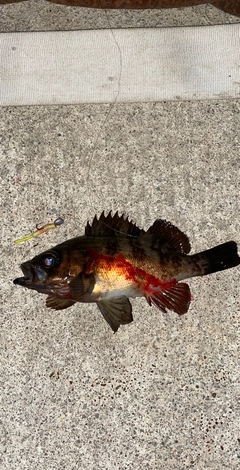 メバルの釣果