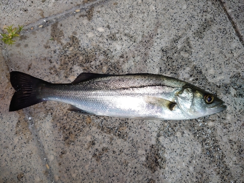 セイゴ（マルスズキ）の釣果