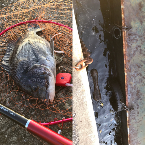 チヌの釣果