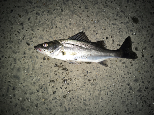 セイゴ（マルスズキ）の釣果