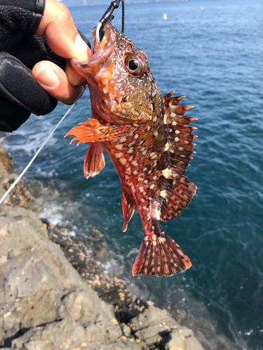 アラカブの釣果