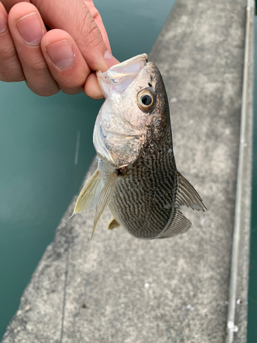 イシモチの釣果