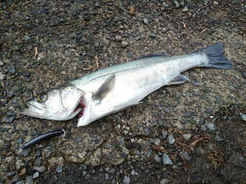 マルスズキの釣果