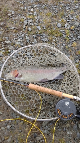 ニジマスの釣果