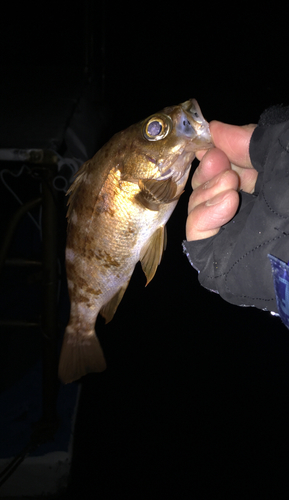 メバルの釣果