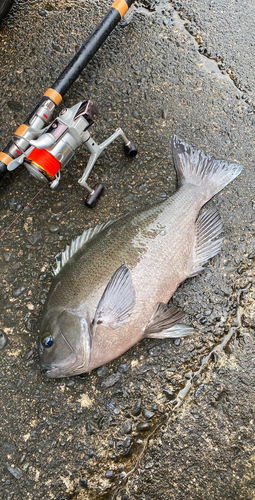 クチブトグレの釣果