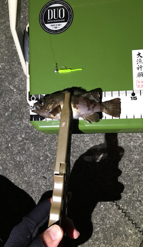 メバルの釣果