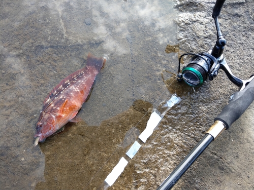 アカササノハベラの釣果