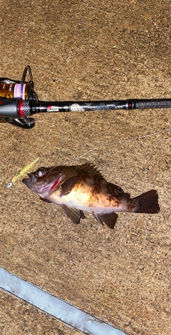 メバルの釣果