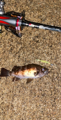 メバルの釣果