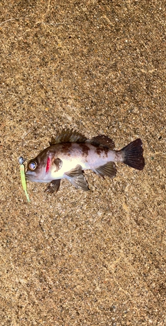 メバルの釣果