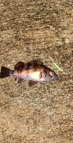 メバルの釣果