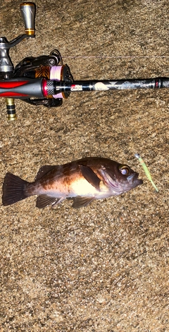 メバルの釣果