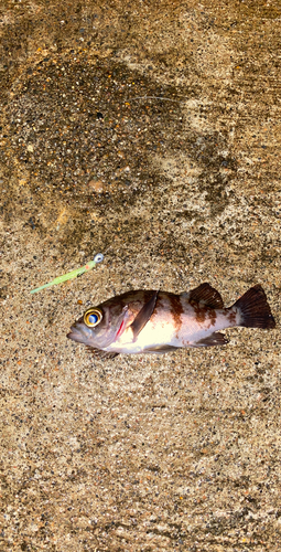 メバルの釣果