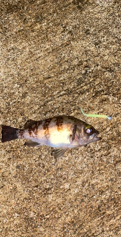 メバルの釣果