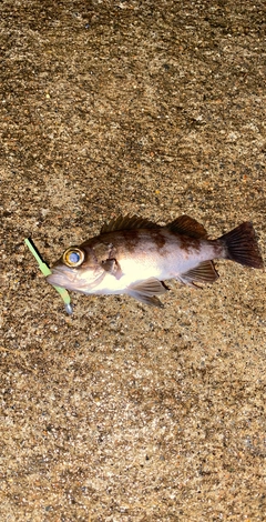 メバルの釣果