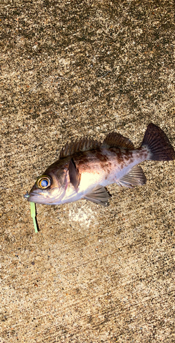 メバルの釣果