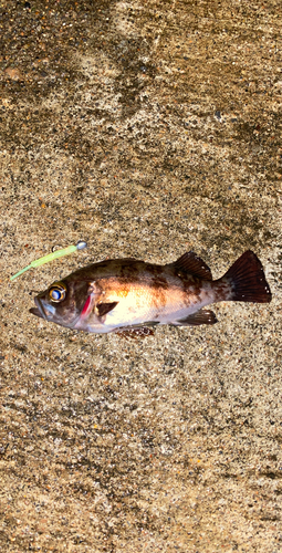 メバルの釣果