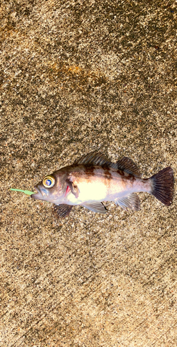 メバルの釣果