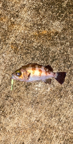 メバルの釣果