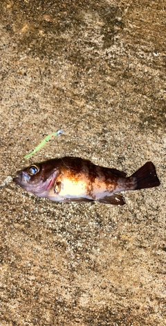 メバルの釣果