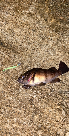 メバルの釣果