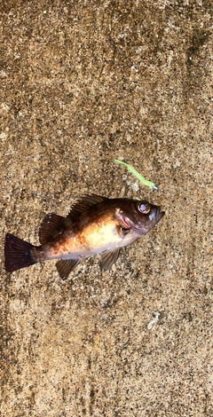 メバルの釣果