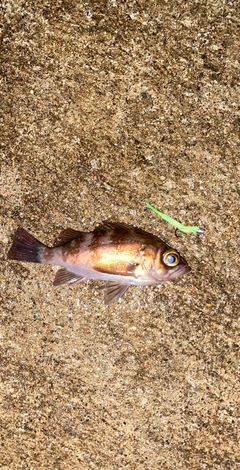 メバルの釣果