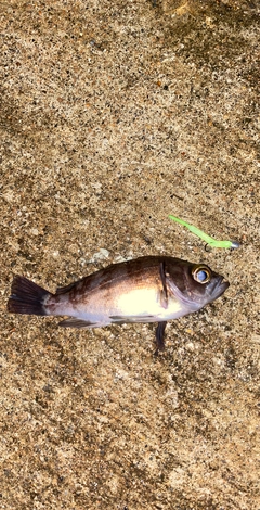 メバルの釣果