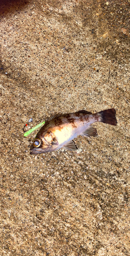 メバルの釣果