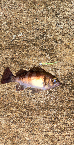 メバルの釣果