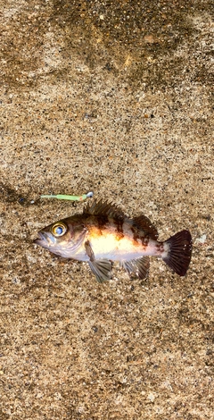 メバルの釣果