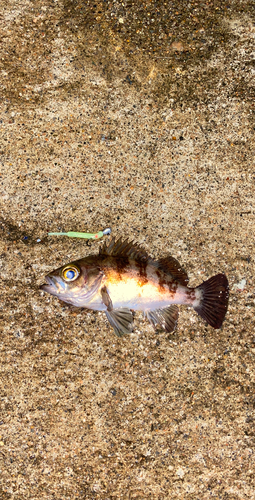 メバルの釣果