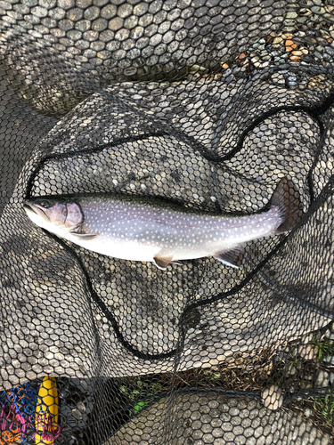 ニジマスの釣果