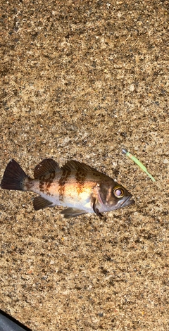 メバルの釣果