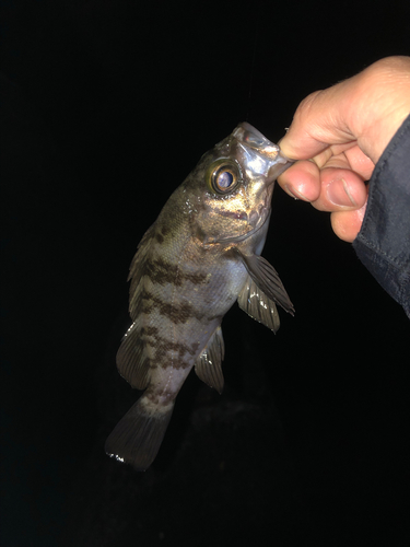 シロメバルの釣果