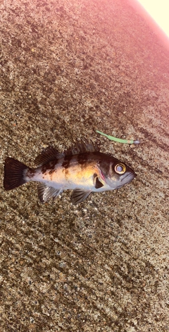 メバルの釣果