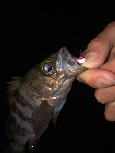 シロメバルの釣果